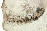 Fossil Oreodont (Merycoidodon) Partial Skull - South Dakota #285660-1